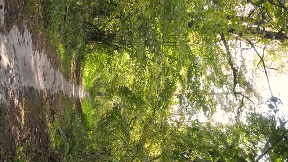 Vertical Video of the Forest on an Autumn Day Slow Motion