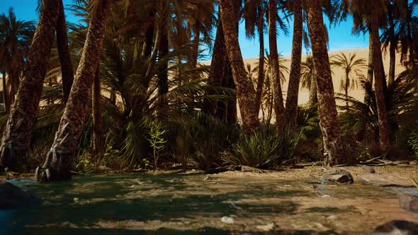 Palm Trees in the Sahara Desert