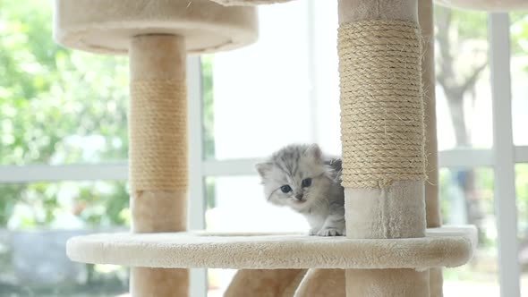 Cute Persian Kitten Walking On Cat Tower