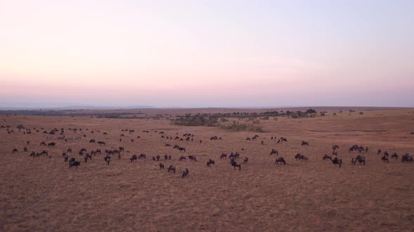 Aerial of gnus in Masai Mara