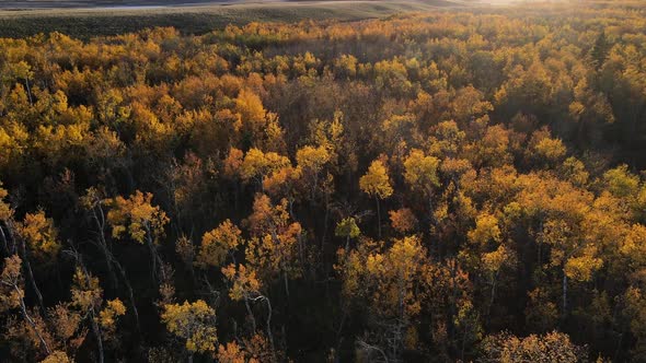 Autumn forest with autumnal variety of colors in Central Alberta during fall, Canada. Aerial cinemat