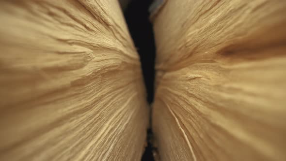 Wood texture inside the trunk.