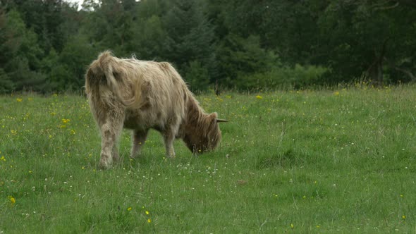 Scottish Highland calf on a field 