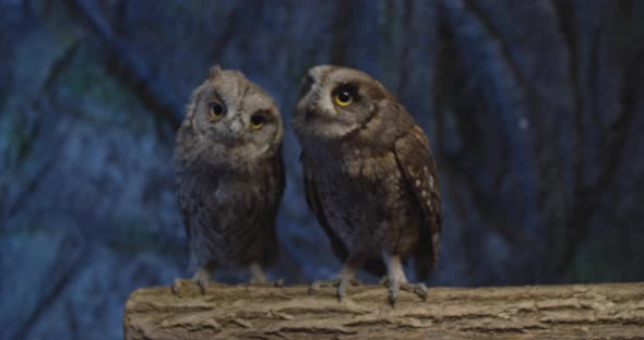 Adorable Little Owls with Big Eyes on a Branch, Flapping Wings, 