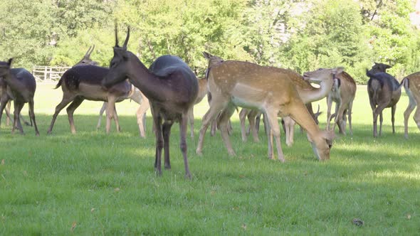 A Herd of Fallow Deer Grazes in a Meadow By a Forest on a Sunny Day