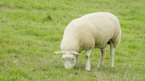 A Close Up View of One Single Sheep That Eats in a Green Field.