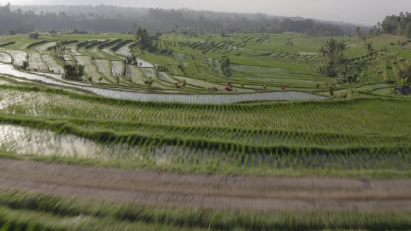 Rice Terraces in Bali, with a Clear View of the Sky