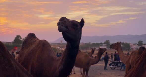 Camels at Pushkar Mela Camel Fair Festival in Field Eating Chewing