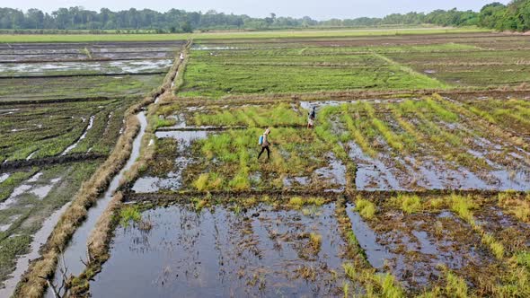 Aerial shot of Peasant working on agricultural farm fields in Dominican Republic during sunlight - S