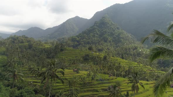 Aerial opening shot through palm trees of Bali Rice Terrace, Indonesia