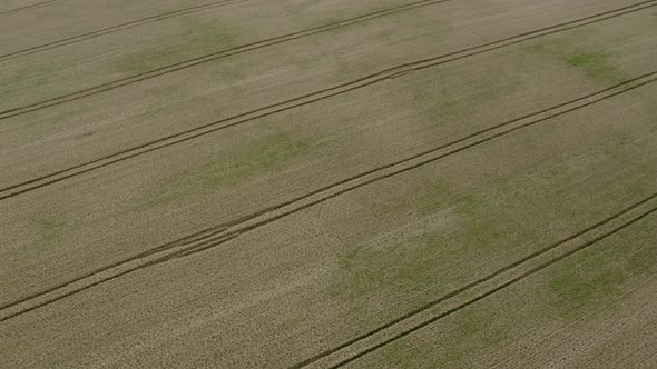 Flying Over The Field Background