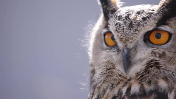 Extreme close up of an eagle owl