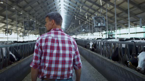 Farm Entrepreneur Checking Cows Walking Between Rows Modern Barn Close Up