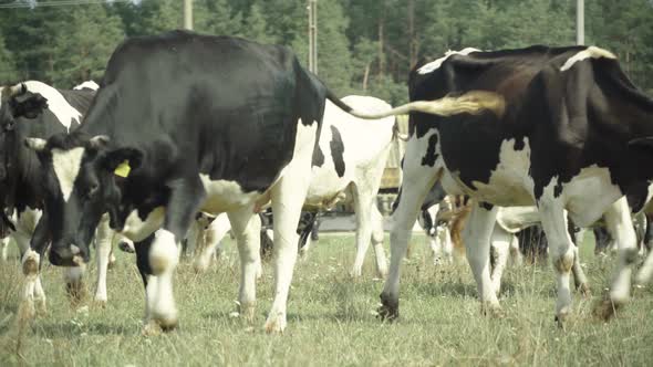 Cows on a Pasture Farm