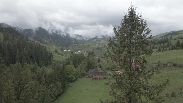 Ukraine, Carpathian Mountains: Spruce in the Forest. Aerial. Gray, Flat