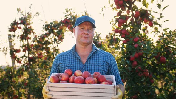 Apple Harvest