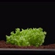 Lettuce Leaves Sprout Through the Soil - VideoHive Item for Sale