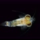 Crustacea Mysida Idiomysis sp. under the microscope, Mysidae Family - VideoHive Item for Sale