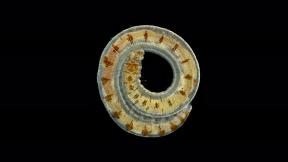 Polychaeta Polyophthalmus Sp. Worm Under a Microscope, Ophelliidae Family