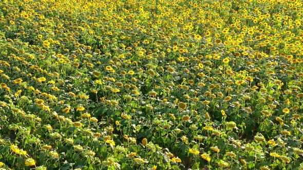 Field of Blooming Sunflowers in Summertime in Czech Republic