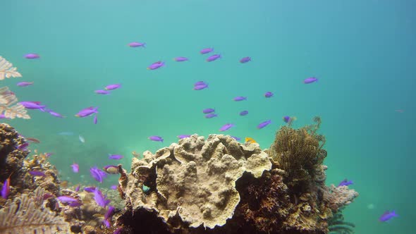 Coral Reef and Tropical Fish Underwater