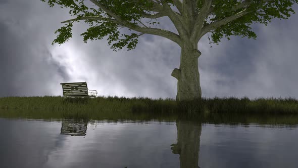 Bench Under Big Tree