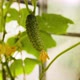 Fresh Green Cucumber Growing on a Bush Branch - VideoHive Item for Sale