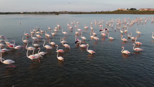 Slowmotion video of a flock of Pink Flamingos walking in the waters of Vendicari Natural reserve, Si
