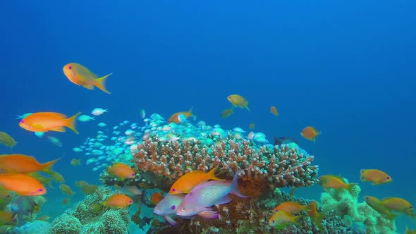 Sea Tropical Underwater Fishes