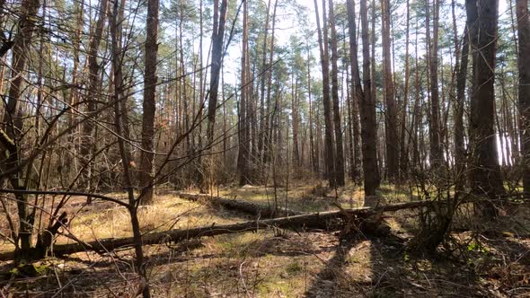 Forest with Pines with High Trunks During the Day