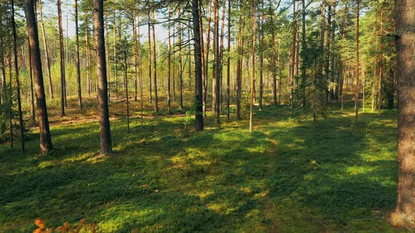 Tranquil Flight Through Wild Autumn Forest