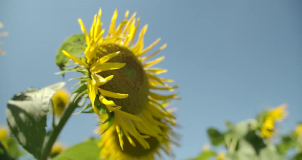 Yellow Flower