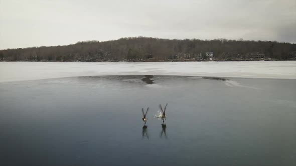 Geese swimming in a frozen lake in the Pocono Mountains during winter.