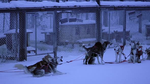 Slow motion of sled dogs eager to start pulling a sleigh, in Lapland, Finland, at dusk
