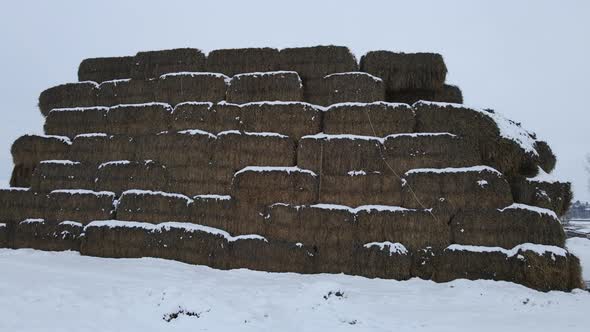 Procurement of Feed for Cattle