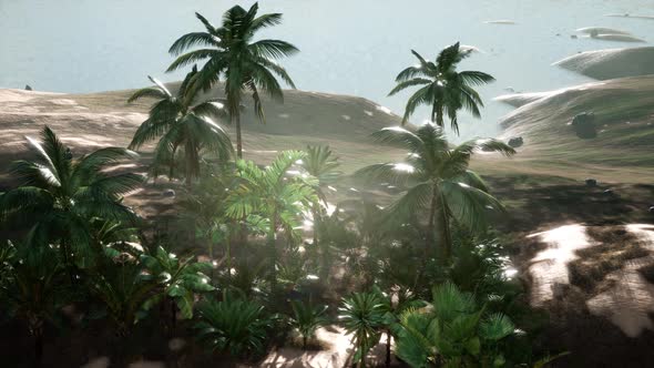 Sunset Beams Through Palm Trees alt