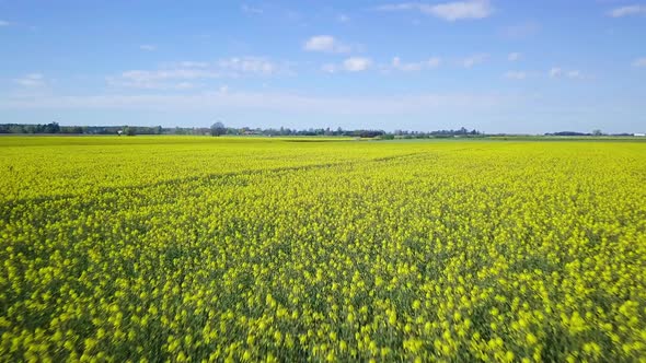 Aerial flyover blooming rapeseed (Brassica Napus) field, flying over yellow canola flowers, idyllic