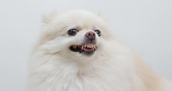Angry White pomeranian dog barking