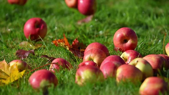 Rolling Red Apples