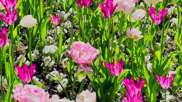 Close Up Footage of Multicolored Tulips in Sunny Weather Purple Color Backlight