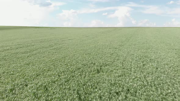 Flight over green wheat field against blue sky