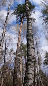 Vertical Video of the Birch Forest with Birches in the Afternoon