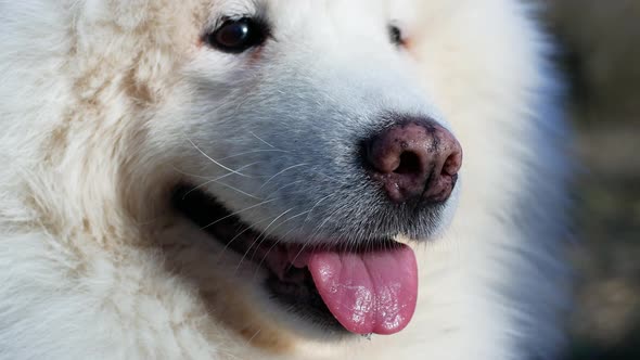 Beautiful white dog for a walk on a bright sunny day in the park. Samoyed dog husky smiles