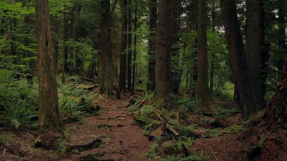 Moving Sideways Across Scenic Forest Trail