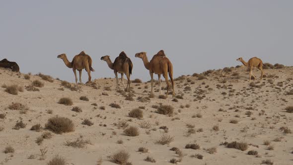 Herd of dromedary camels walking away 