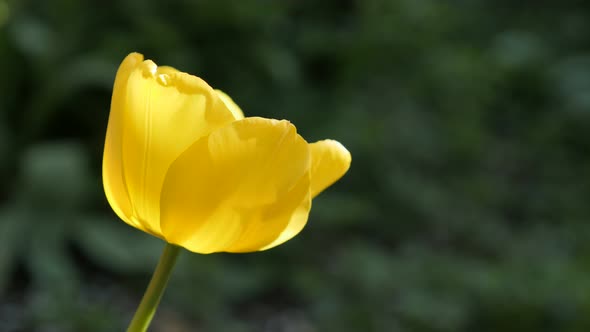 Morning light over Didier tulip lily plant close-up 4K 2160 30fps UltraHD footage - Shallow DOF yell