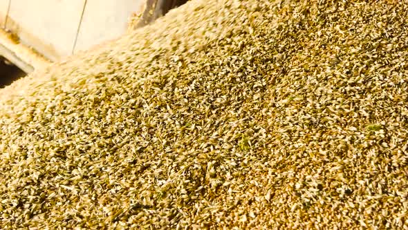 Heap of Wheat Grains, Close Up.