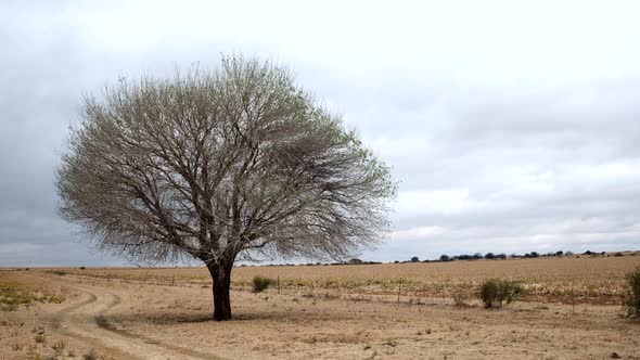 Leafless Tree