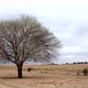 Leafless Tree - VideoHive Item for Sale