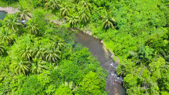 River in the Rainforest